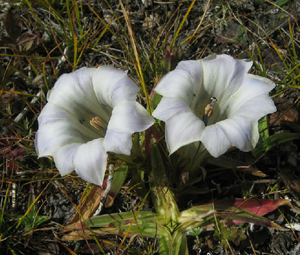  p>大花龙胆( i>gentiana szechenyii /i> kanitz)多年生 a target="