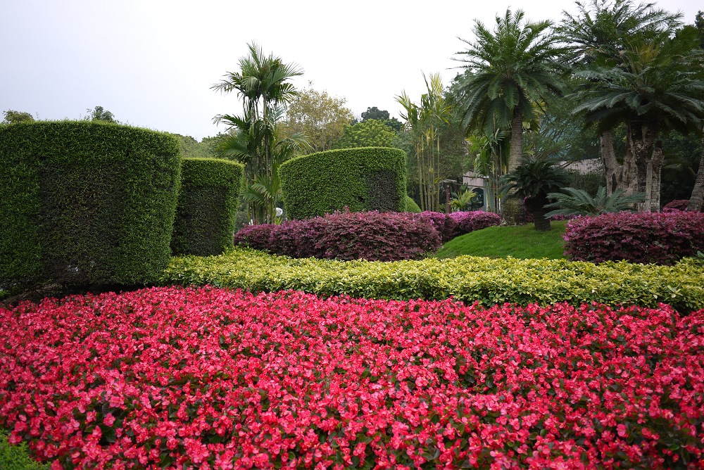  p>金花茶公园是全国首家以种植"花族皇后" a target="_blank" href="