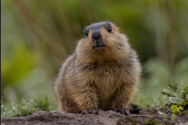  p>喜马拉雅旱獭(学名: i>marmota himalayana /i>)别名哈拉, a href=