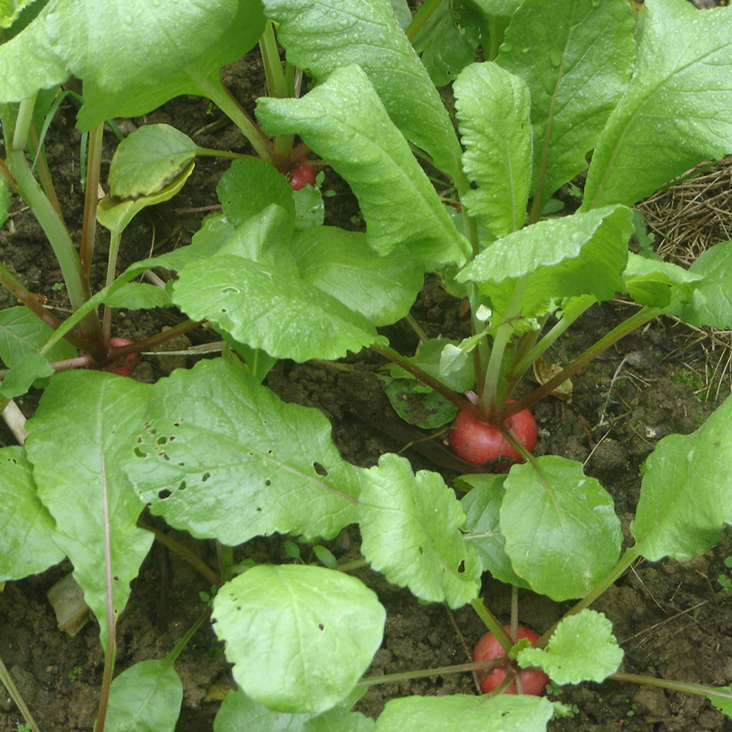 href="/item/萝卜属">萝卜属 /a>二年或一年生草本植物,高20