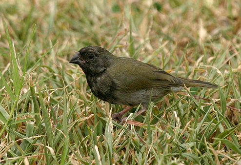 black-faced grassquit