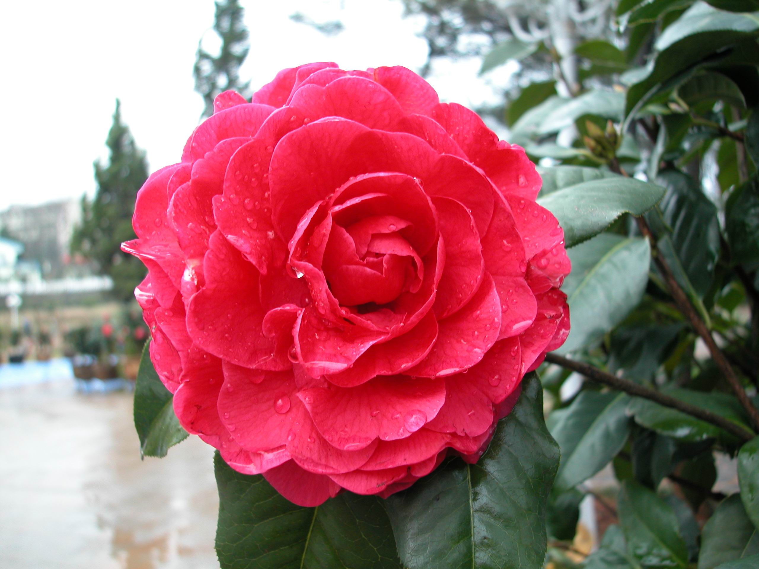 中国茶花之乡