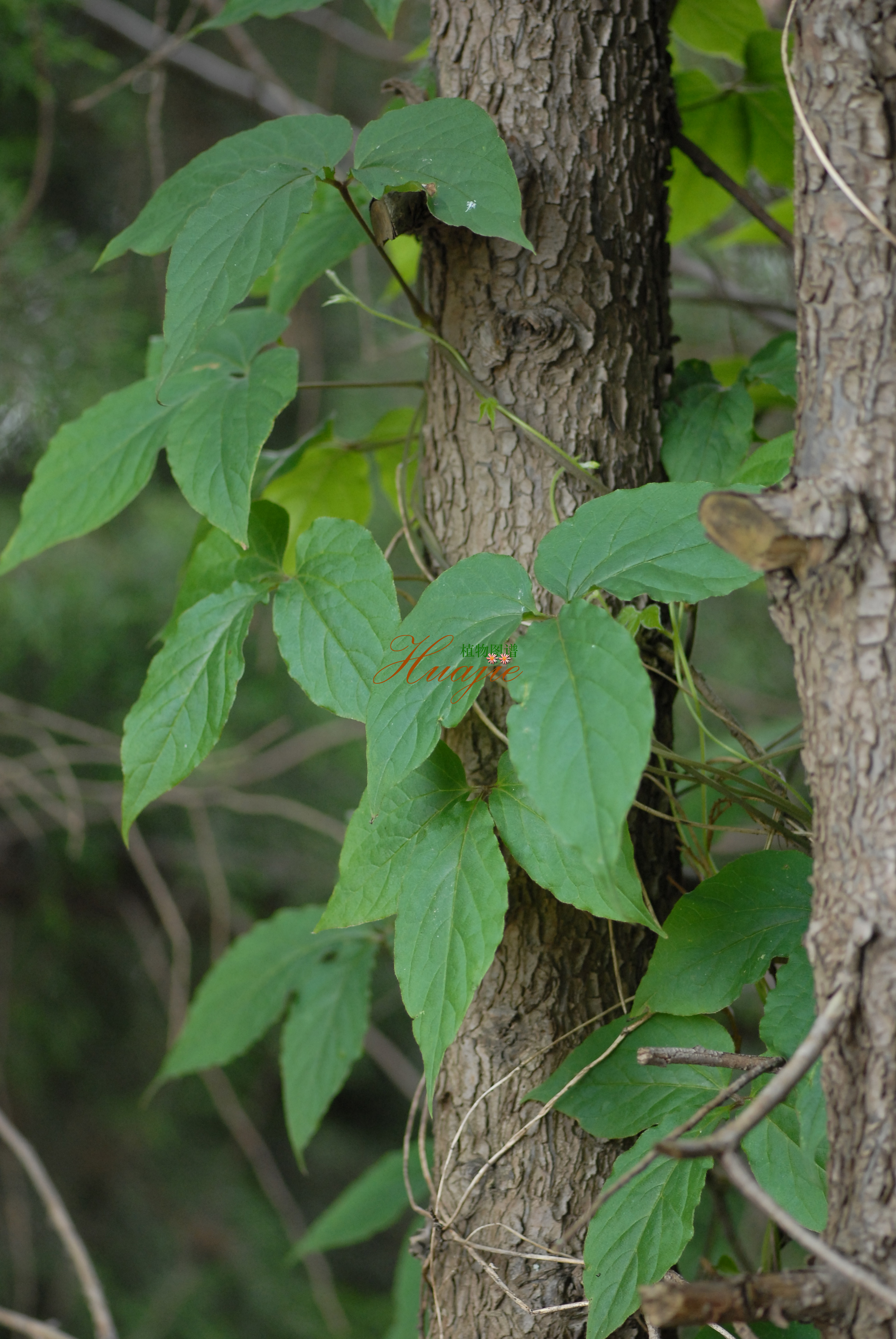  p>五叶薯蓣,是一种 a href="#">薯蓣属 /a>植物,生于海拔500米以下的