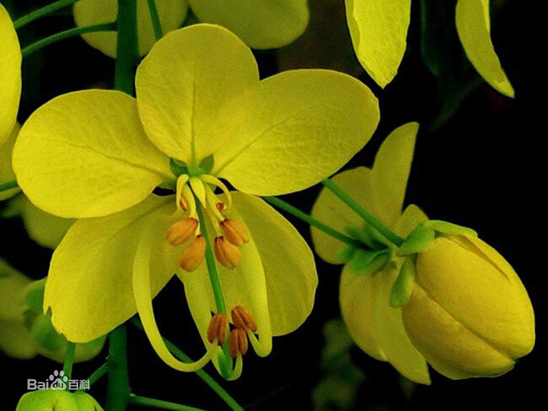  p>国花(英文名:the national flower,floral emblem):是代表国家 a