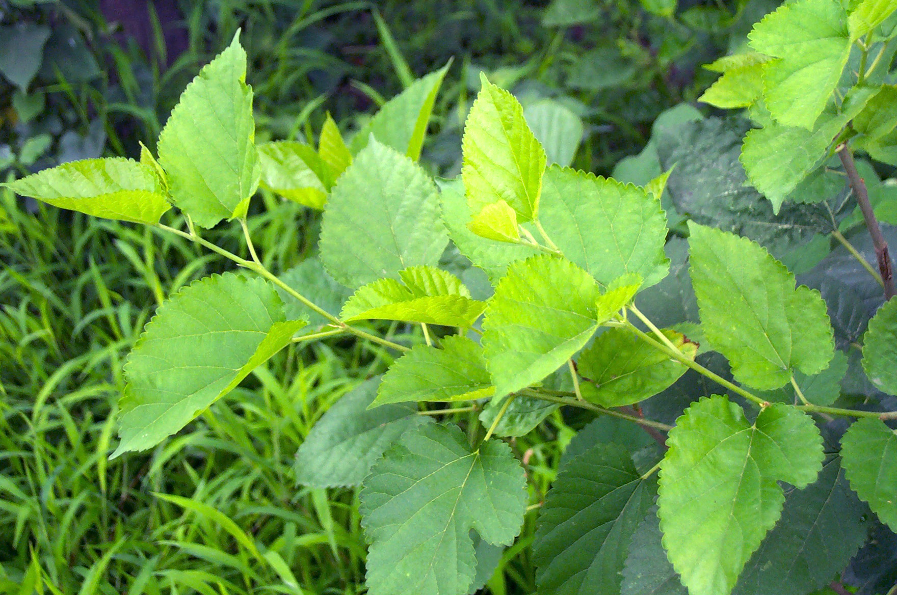  p> a href="#">桑树 /a>( i>morus alba /i> l),又名桑(本草经)家桑