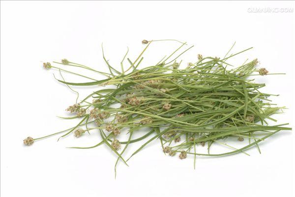 草本植物