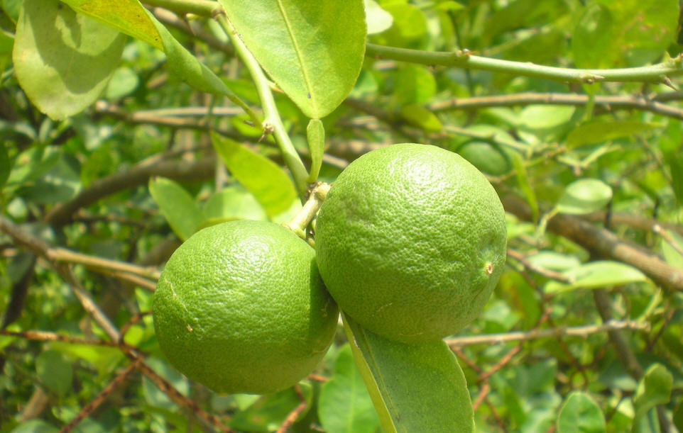  p>酸橙(学名: i>citrus aurantium /i> i>  /i>l.