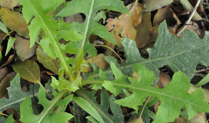 shih /i>)是菊科翅果菊属的植物,翼柄5厘米,侧裂片2-5对,总苞片4-5