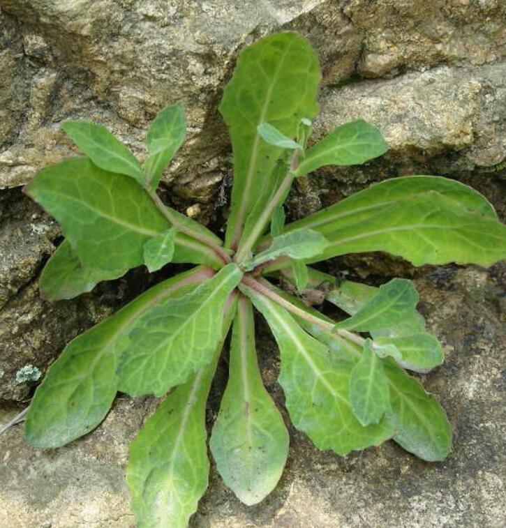 该参锸艟ド都杏谥Χ嘶蚧ド,头状花序同型,舌状,瘦果圆柱形,微扁