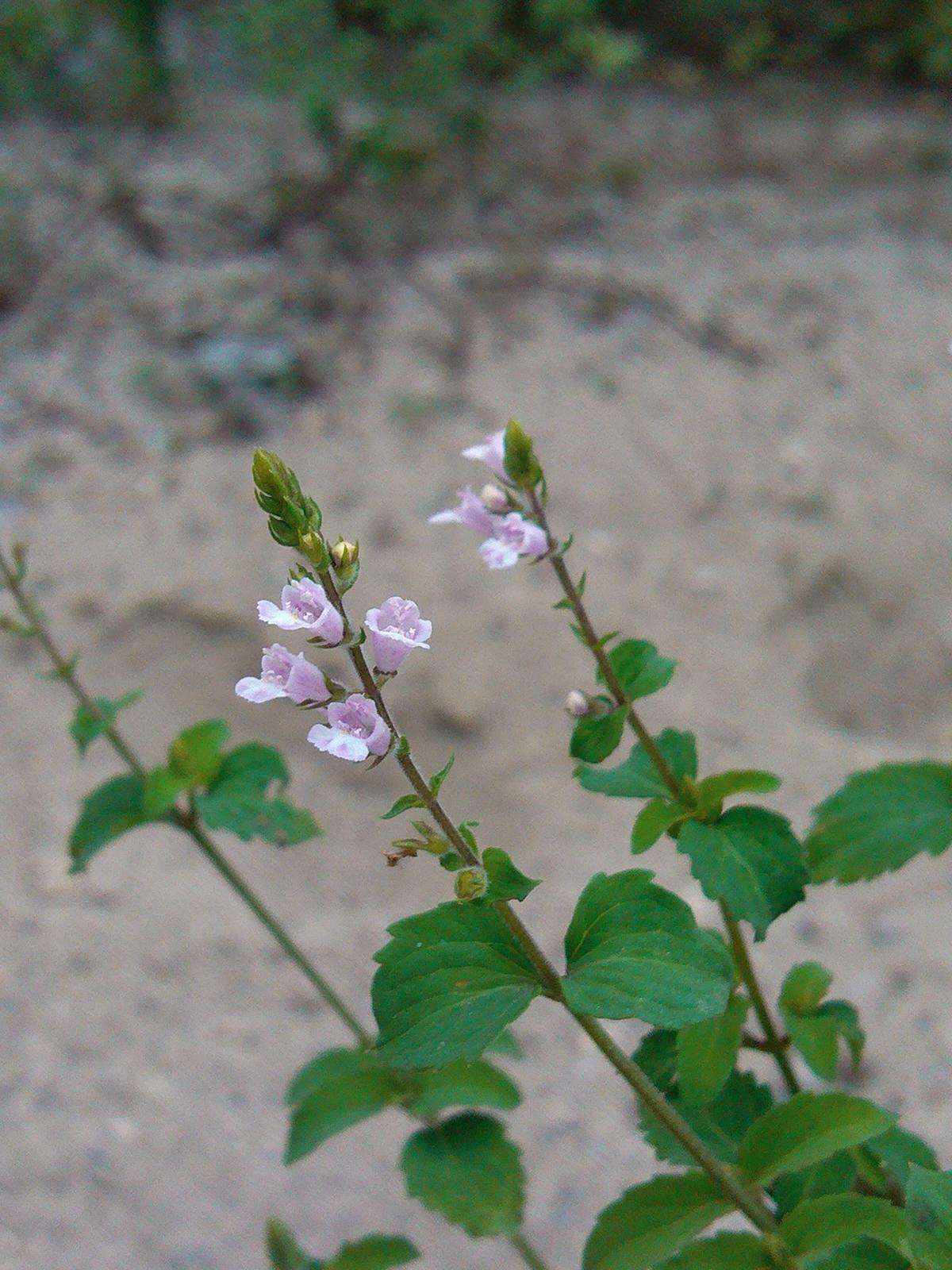  p>小花荠苎,别名有野香薷,是 a data-lemmaid="2381957">唇形科 /a>