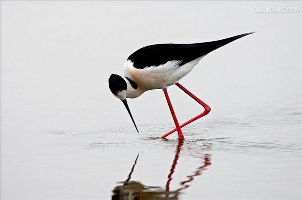  p>黑颈长脚鹬(学名: i>himantopus mexicanus /i>)是一种修长的黑白