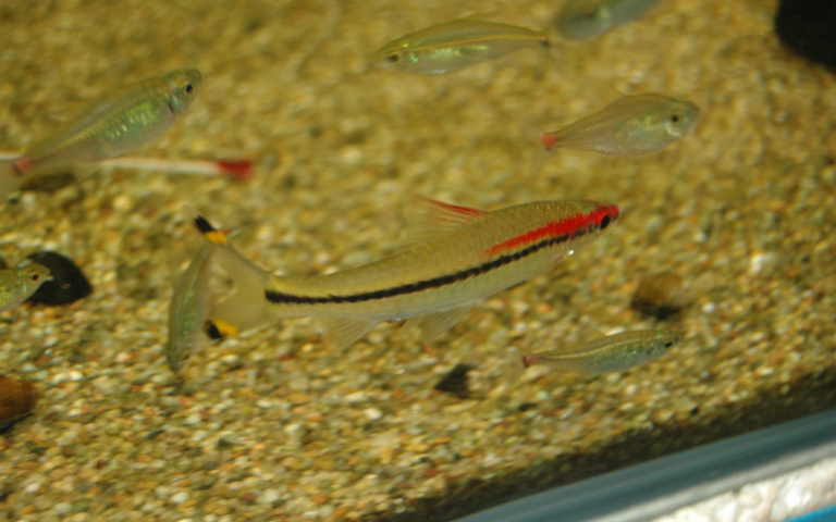  p>灯鱼最初为一类原产于南美洲 a target="_bl