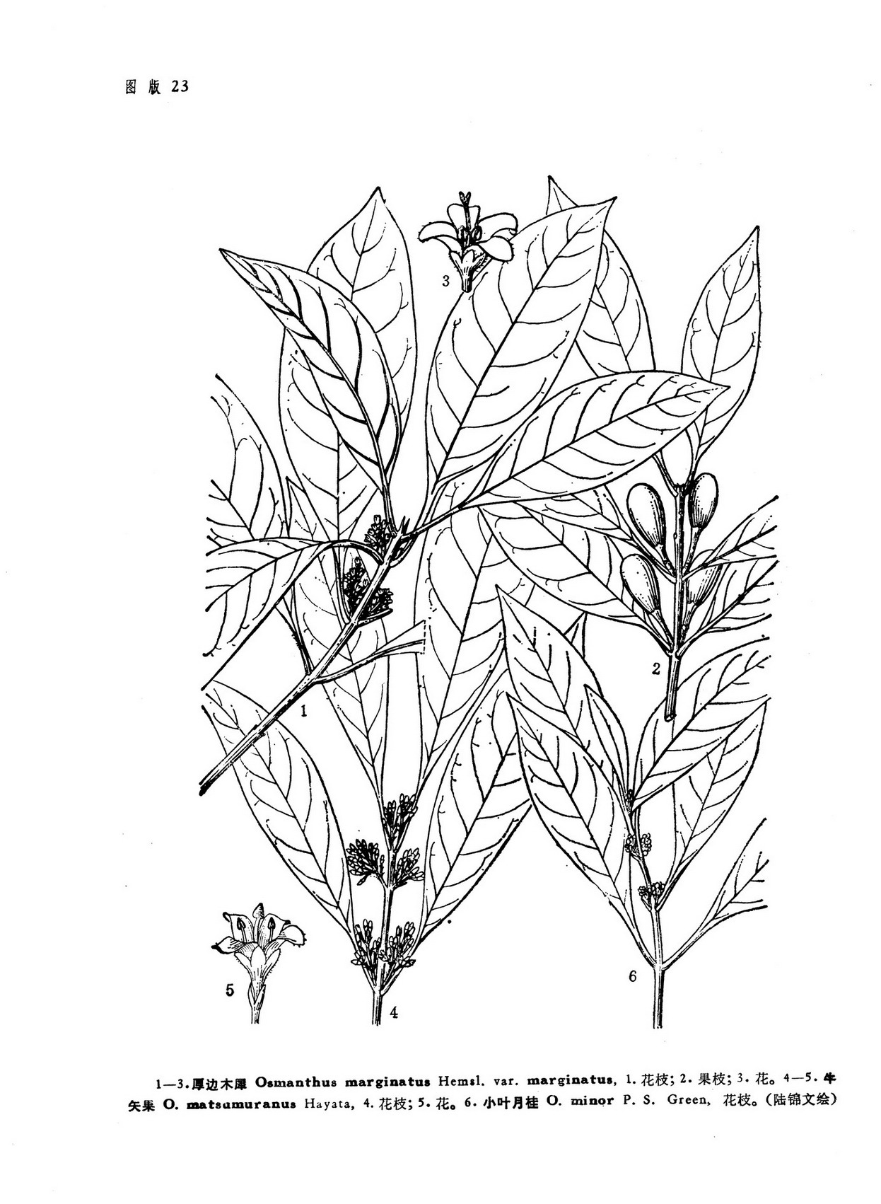  p>小叶月桂(osmanthus minor p. s.