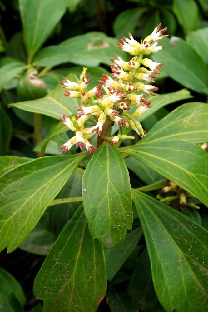 顶花板凳果