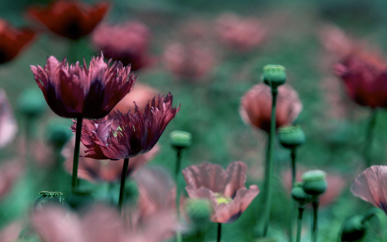 罂粟 毒品前身的起源演变和不为人知的小故事 百科ta说