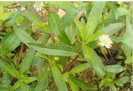p>别名早莲草,上旱莲,白花蟛蜞草(潮州,白花春草(潮阳,白花棕草