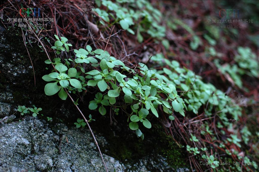sedum majus (hemsl.) migo