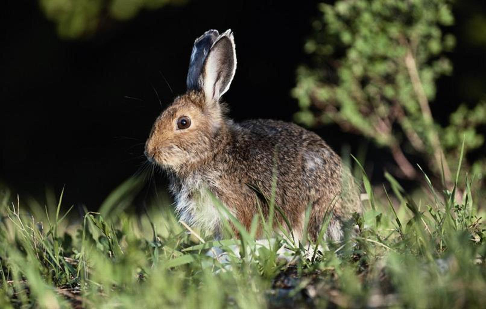  p>海南兔(学名: i>lepus hainanus  /i>swinhoe),俗称 a href="#"