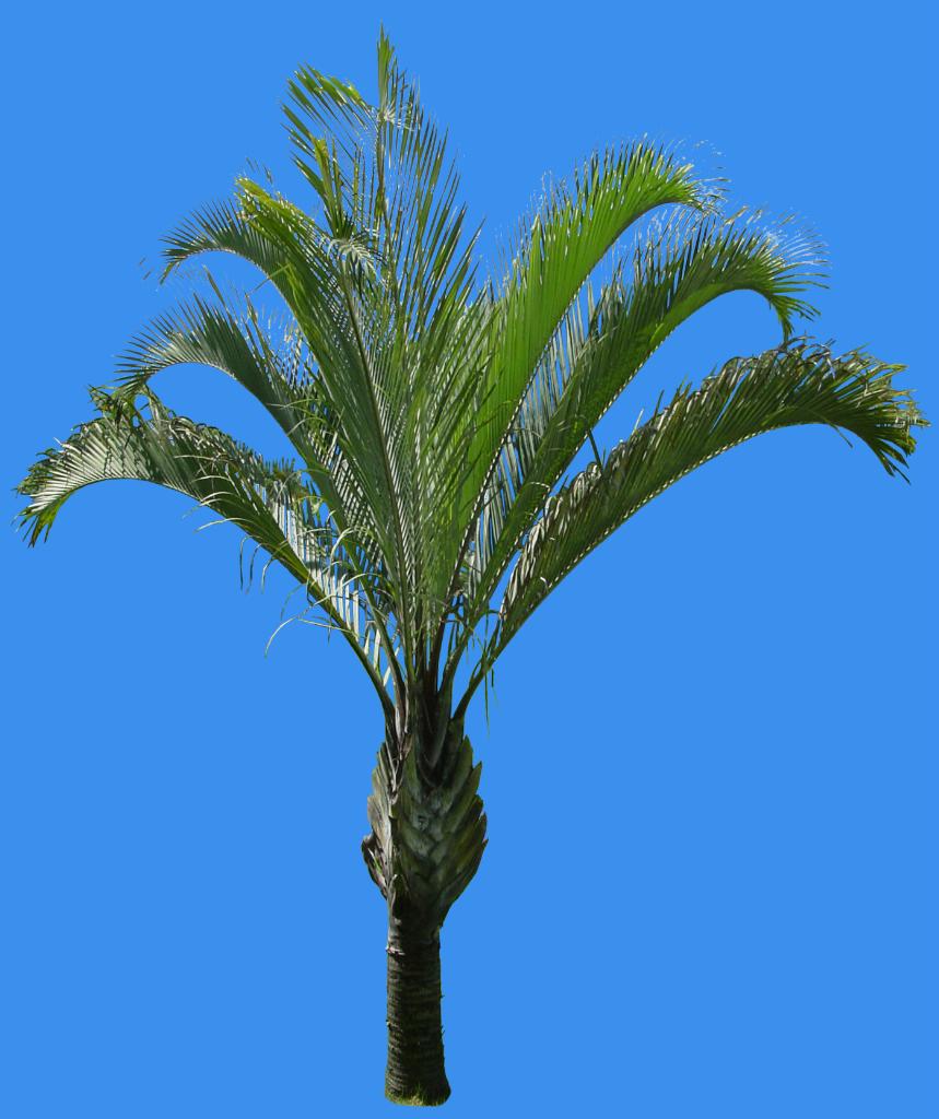  p>三角椰子(学名: i>dypsis decaryi /i> (jum.