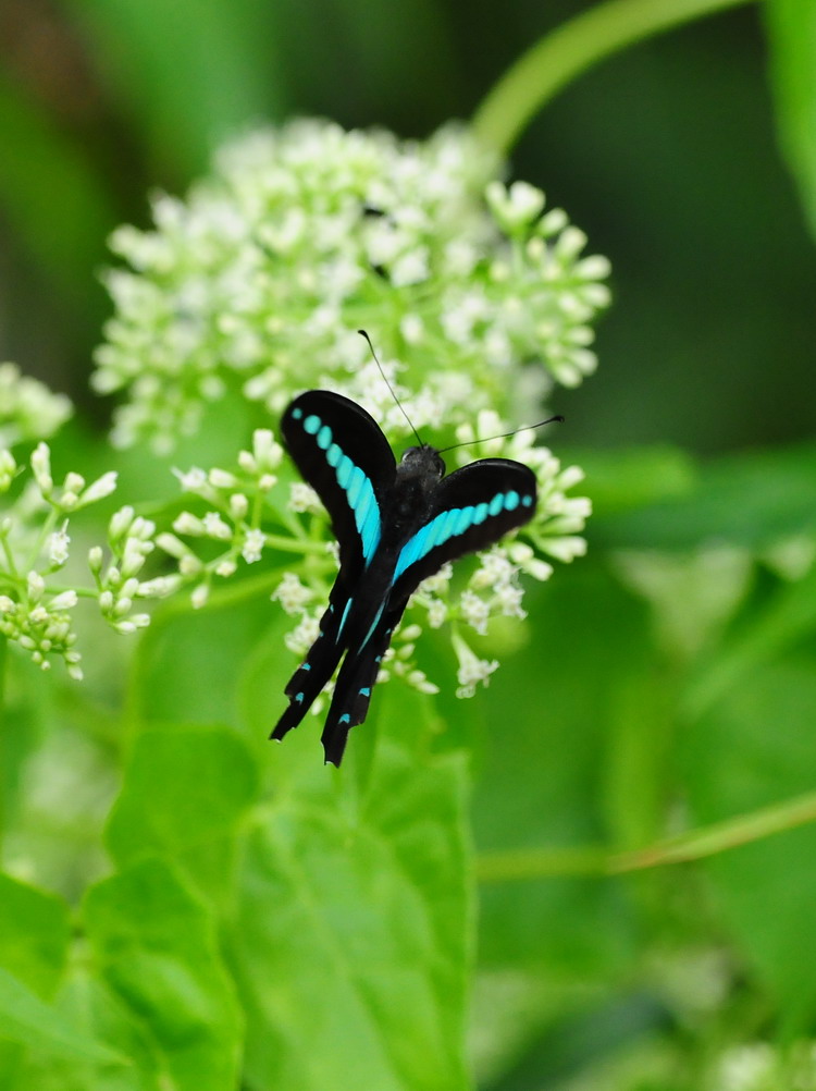  p>樟青凤蝶,graphium sarpedon linnaeue,鳞翅目 a href="#">凤蝶科 