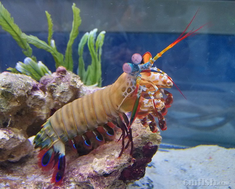  i>odontodactylus scyllarus /i>):是软甲纲,齿指虾蛄科的节肢动物