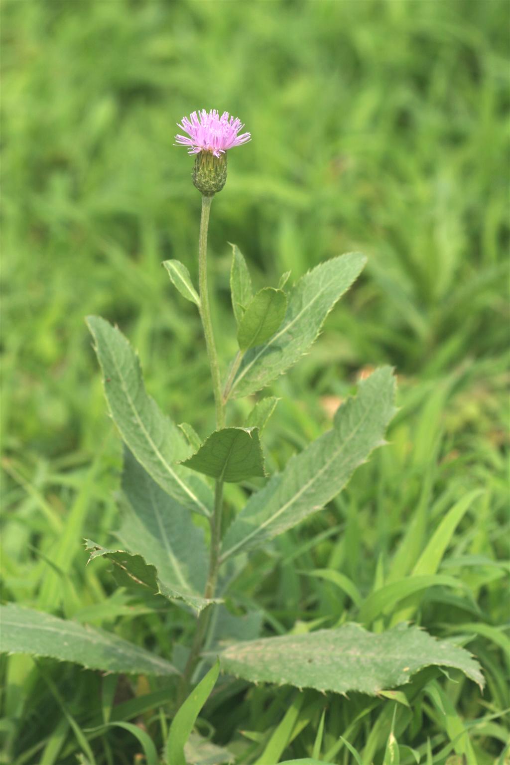  p>刺儿菜(学名: i>cirsium arvense var.