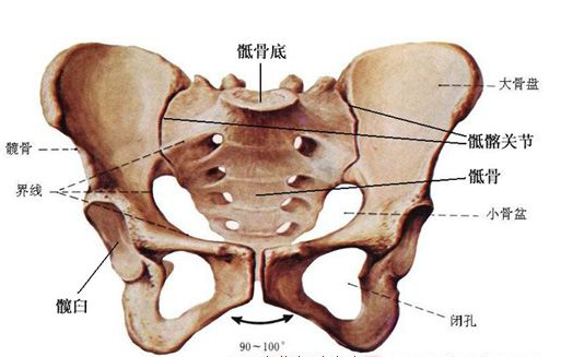  p data-id="go05ebtb5s">胯骨,即髋骨,在 a target="_blank" href="