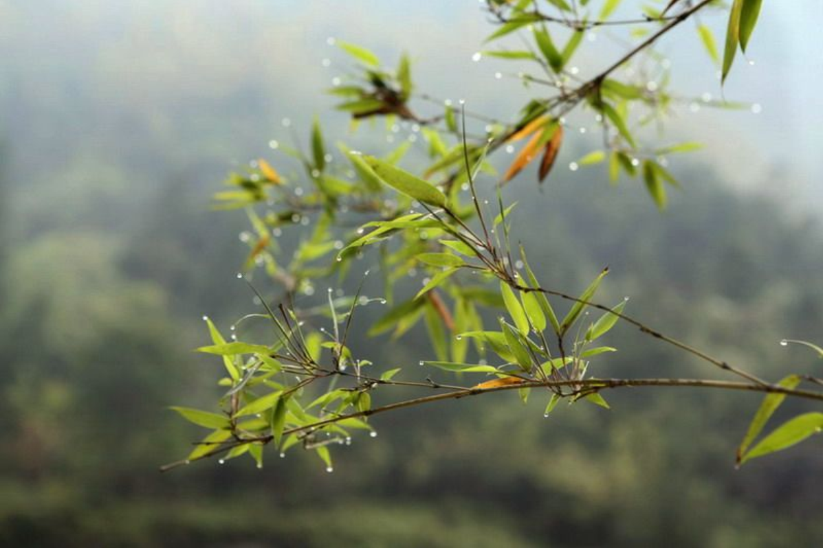  p>淡竹(学名: i>phyllostachys glauca /i> mcclure)是禾本科,刚竹属