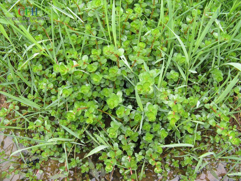 koehne)是千屈菜科 节节菜属一年生草本植物,多分枝,节上生根,茎常