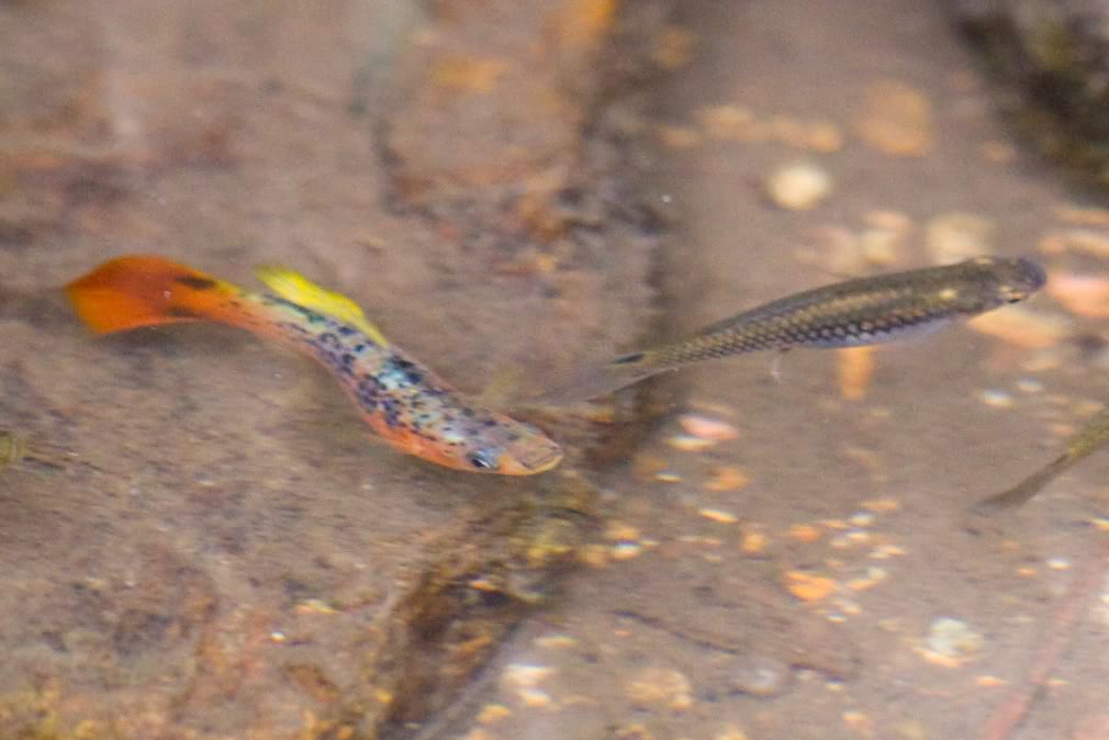 剑尾鱼 全网资源