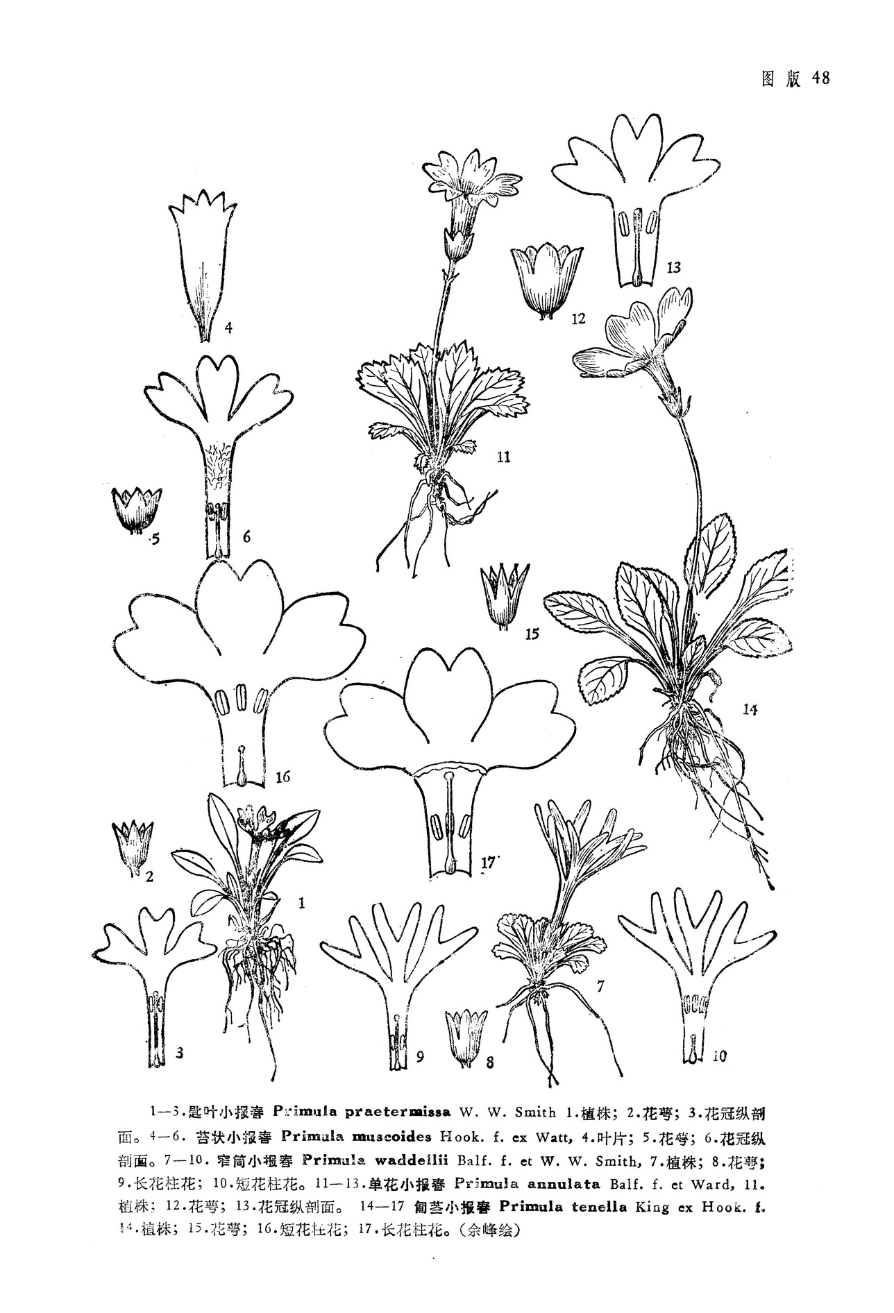  p>窄筒小报春( a target="_blank" href="/item/学名/8074290" data