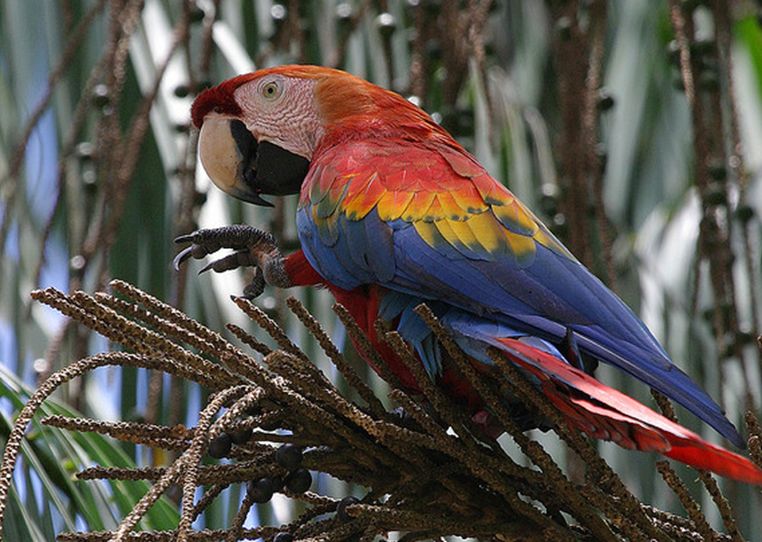  p>五彩金刚鹦鹉(学名: i>ara macao /i>):是鸟纲,鹦鹉科的 a>攀禽 /a