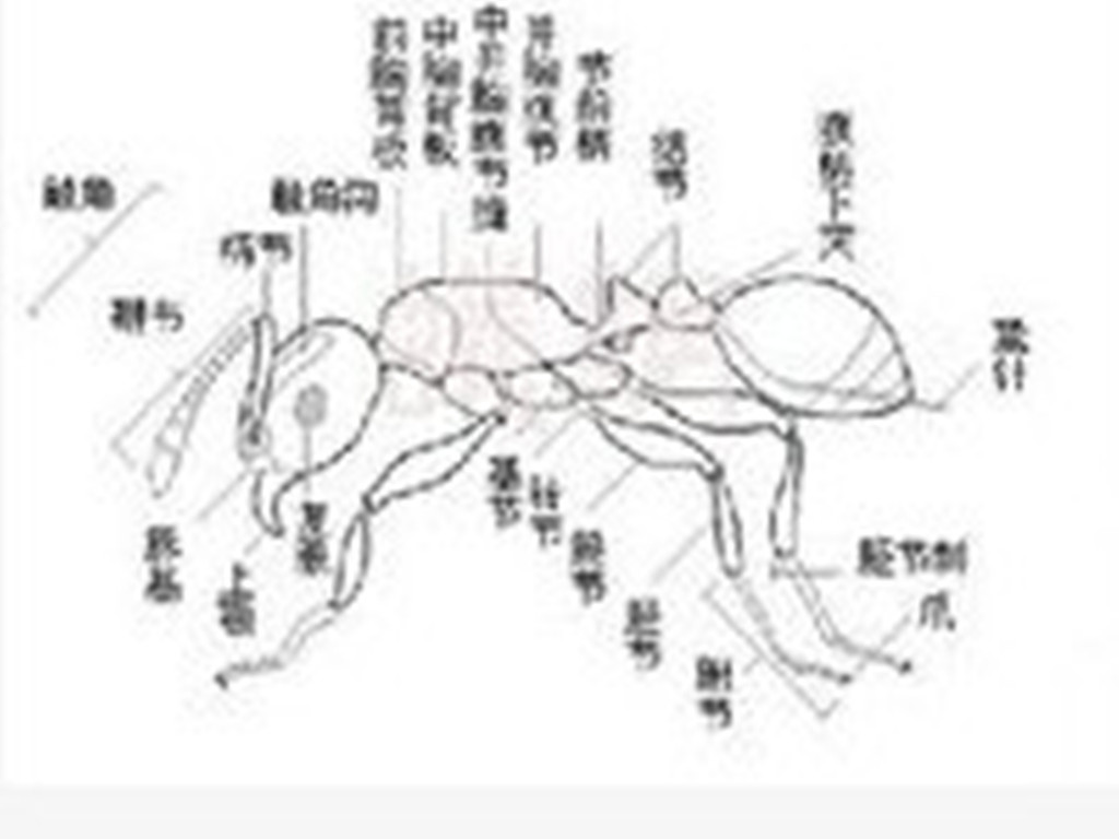 侧板,是指节肢动物各体节侧面骨片的总称.