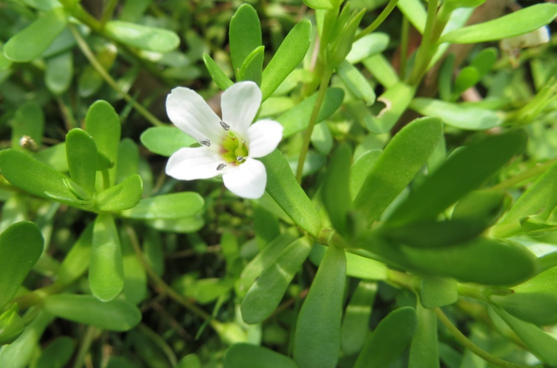 bacopa monnieri