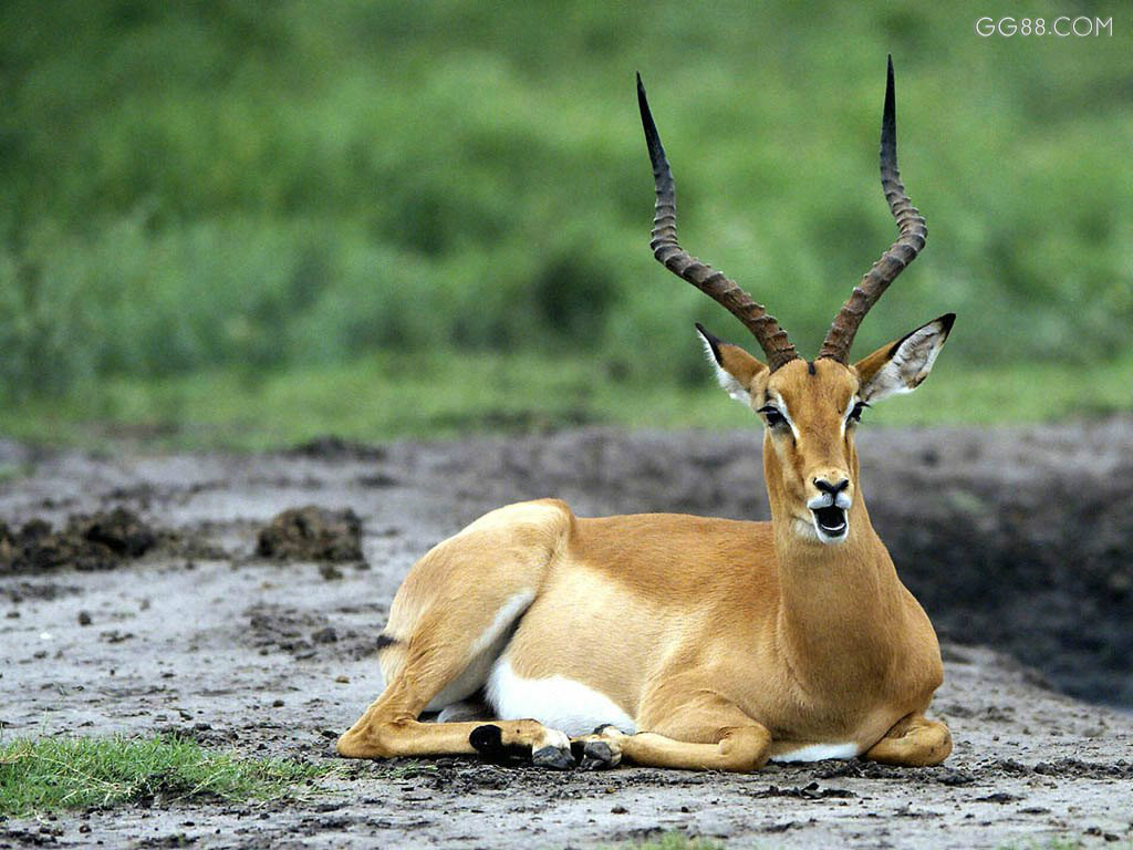  p>有蹄类指的是 a target="_blank" href="/item/脊索动物门/3516708