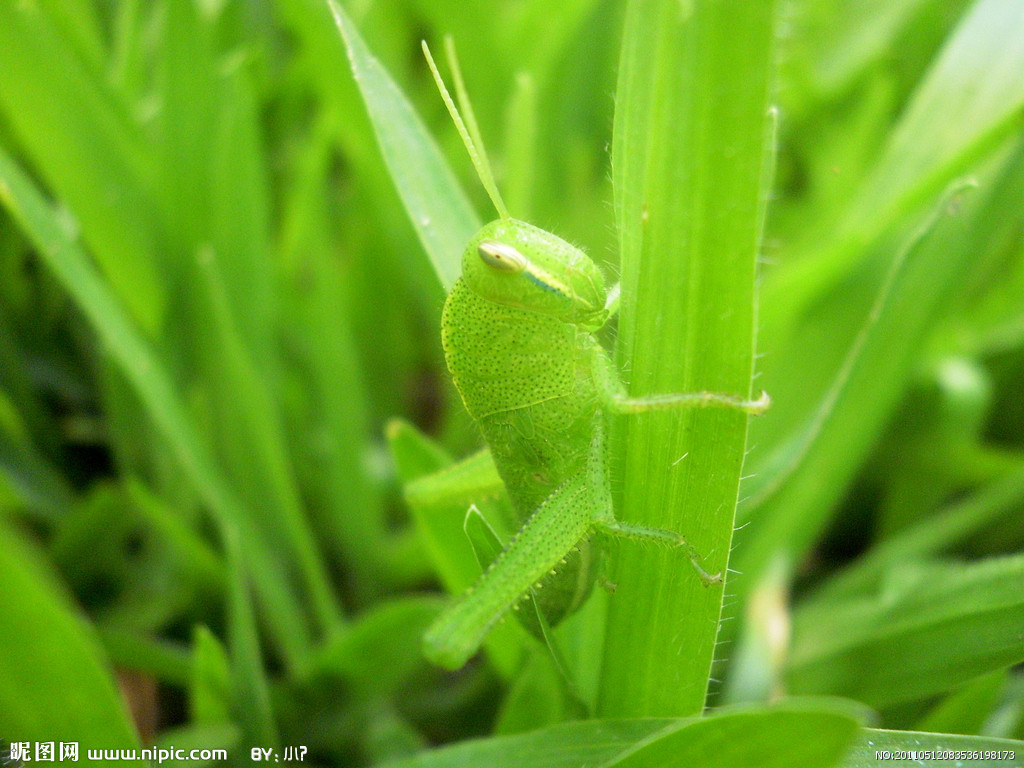 的动物,又称 a target="_blank" href="/item/真体腔动物/7647596"