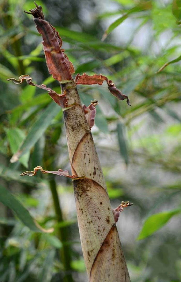  p>花哺鸡竹(学名: i>phyllostachys glabrata /i> s. y. chen et c.