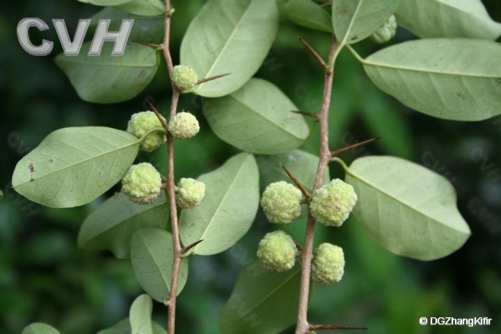  p>大叶水榕(学名: i>ficus glaberrima /i> bl. bijdr.