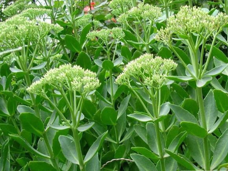  p>膨果景天(学名:sedum raymondii)为景天科景天属的植物,为我国的特