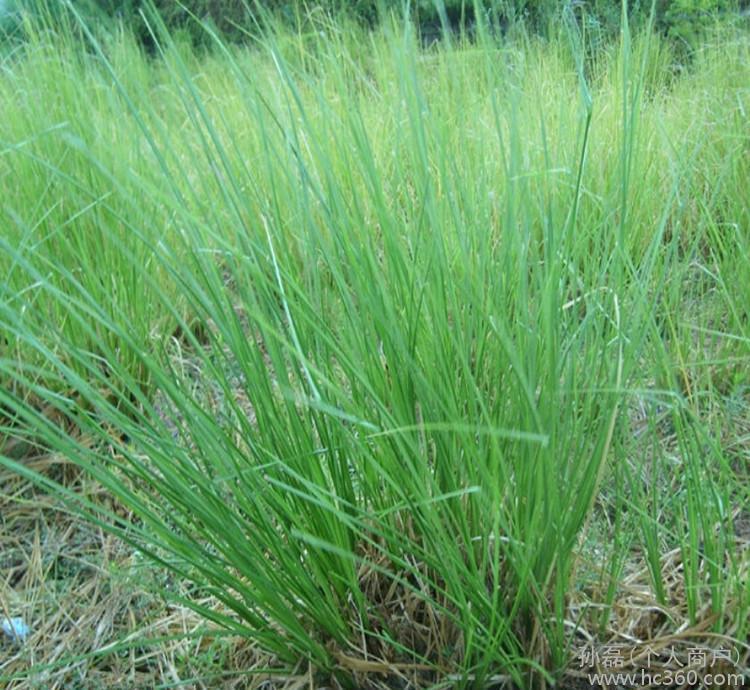  p>scolochloa link 水茅属, a target="_blank" href="/item/禾本科