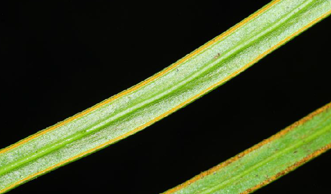  p>姬书带蕨(学名: i>vittaria anguste-elongata /i> hayata)是 a