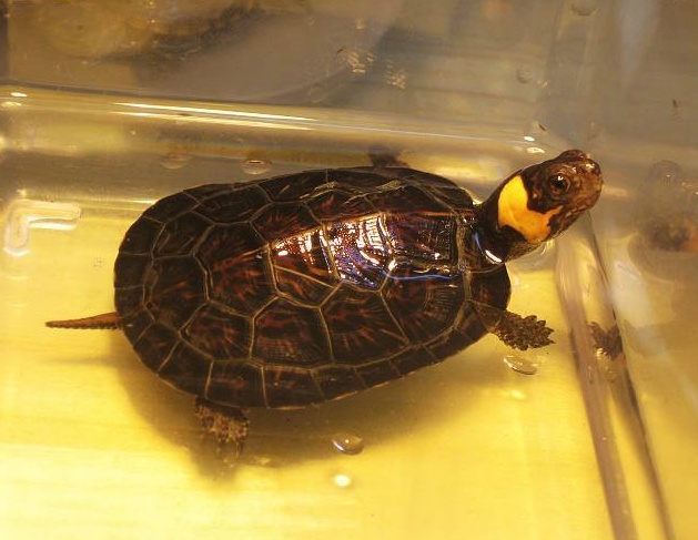  p>牟氏水龟,别名沼泽龟.龟科水龟属.