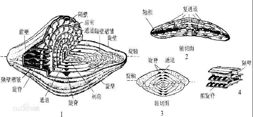  p data-id="gnx7p4cxcz">   是一种原生动物.