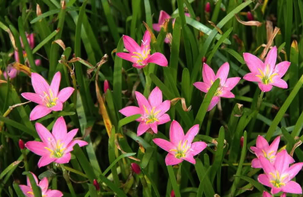  p data-id="gnwkfw79xx">小韭兰学名玫瑰韭莲( i>zephyranthes rosea