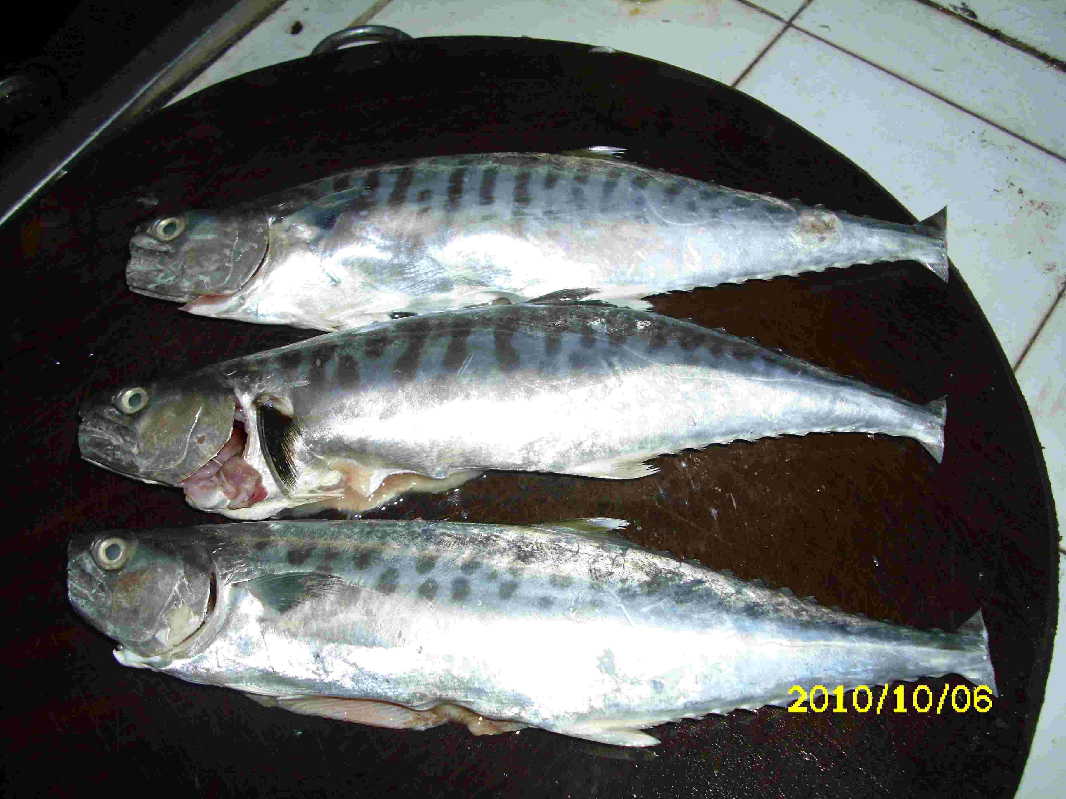  p>中华马鲛, a href="#" data-lemmaid="8074290">学名 /a>: i>