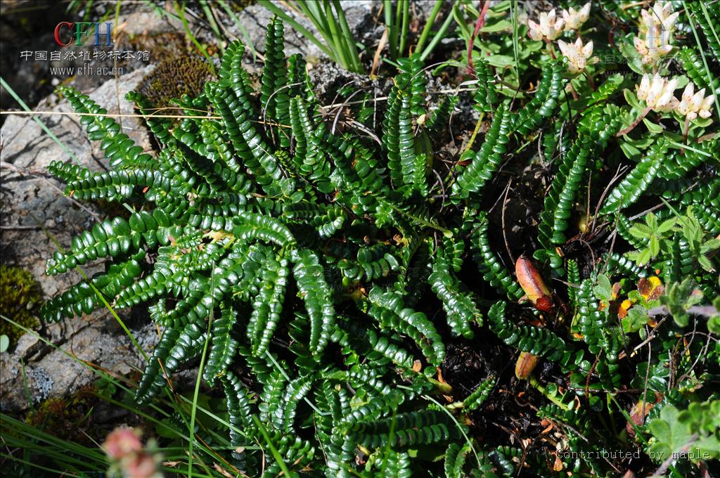 是 a target="_blank" href="/item/双子叶植物纲">双子叶植