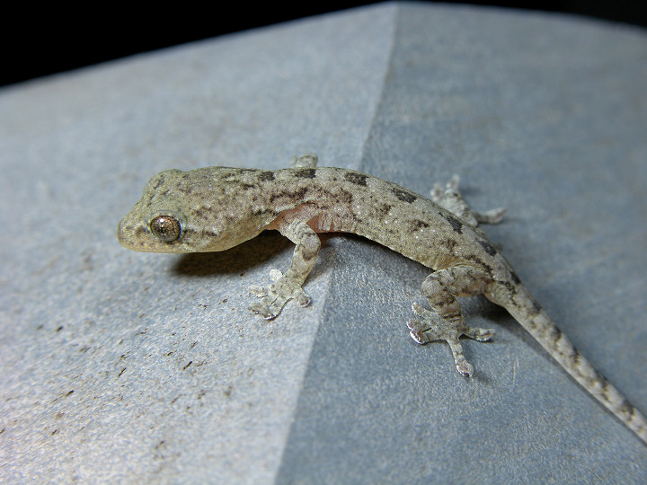  p>铅山壁虎为爬行动物.