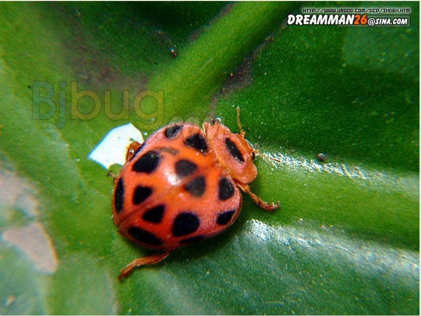 这种瓢虫的个体比较大,每个鞘翅上有7个黑斑,容易与其他植食性瓢虫