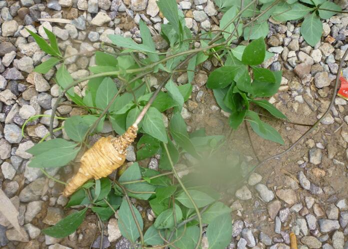  p>豆薯属(学名: i>pachyrhizus&nbsp;rich /i>. ex dc.