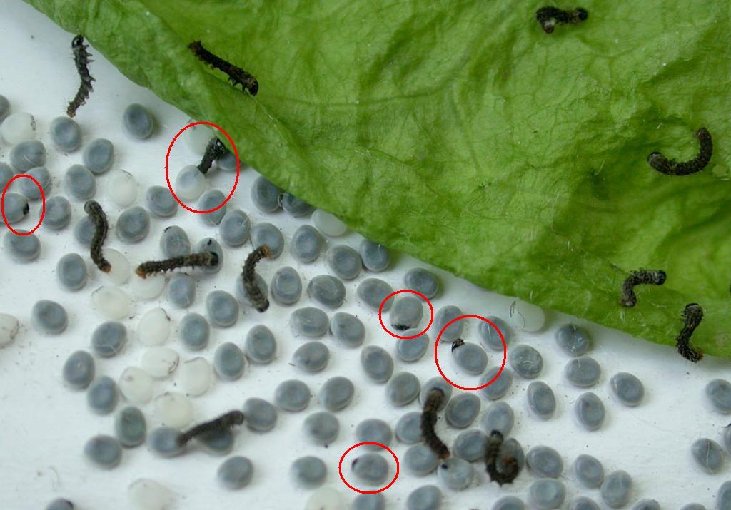 具体来说,就是蚕的幼虫丛卵壳中出来至变为熟蚕的时期. /p>